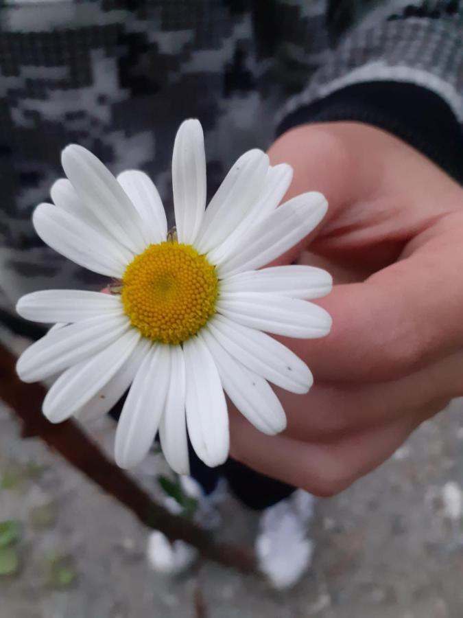 Appartamento Signorile Con Giardino Aosta Eksteriør billede