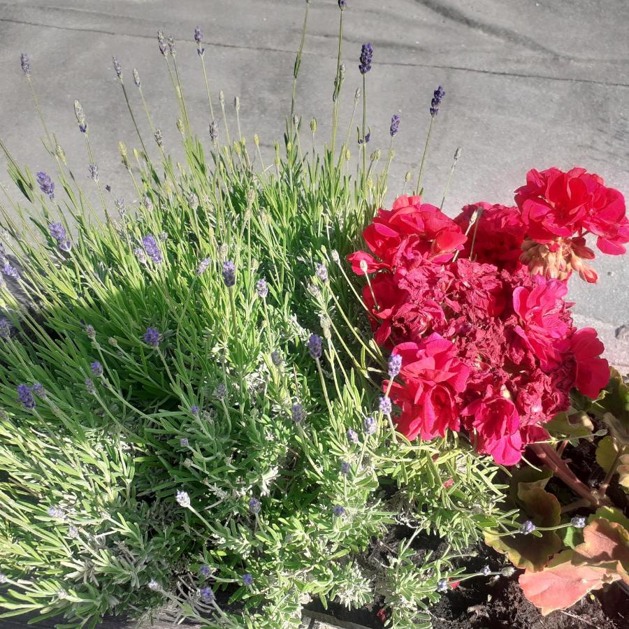 Appartamento Signorile Con Giardino Aosta Eksteriør billede